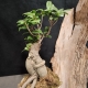 Plante verte surprise - 2